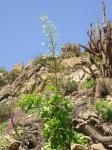 :-Nicotiana solanifolia
