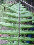 :-Thelypteris argentina