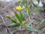 : - Mentzelia dispersa