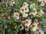 : - Tropaeolum sessilifolium