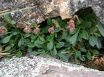 : - Stangea paulae