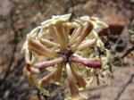 : - Dipyrena arequipensis
