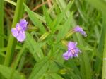 Blaue Gauklerblume - Mimulus ringens