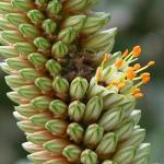 : - Aloe vryheidensis