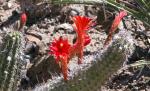 : - Cleistocactus acanthurus
