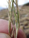 :-Muhlenbergia richardsonis
