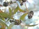 :-Eucalyptus macrandra