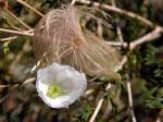 : - Fallugia paradoxa