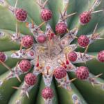 : - Ferocactus schwarzii