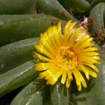 Albert-Zungenblatt - Glottiphyllum nelii