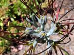 : - Manfreda undulata