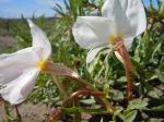 : - Oenothera pallida