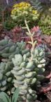 : - Sedum treleasei