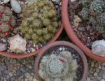 Korallenkaktus - Mammillaria prolifera