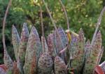 : - Adromischus marianae var. immaculatus