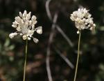 Allium flavum subsp. flavum - Allium pallens