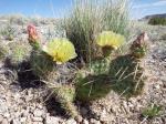 : - Opuntia polyacantha