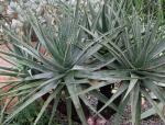 Unechte Aloe - Aloe succotrina