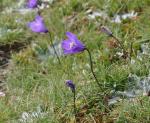 : - Campanula herminii