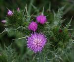 Dünnköpfige Distel - Carduus tenuiflorus