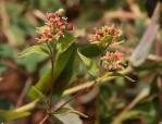 Nickende Zwergwolfsmilch - Euphorbia nutans