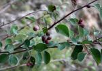 : - Cotoneaster granatensis