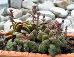 : - Crassula exilis