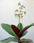 : - Crassula streyi