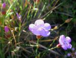 :-Dianthus pungens subsp. brachyanthus