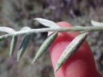 : - Oxytropis lambertii