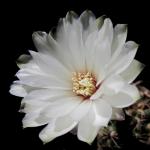 : - Gymnocalycium mesopotamicum
