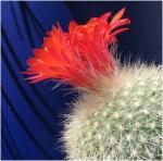 : - Parodia haselbergii