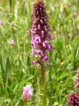 : - Pedicularis groenlandica