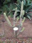 : - Polaskia chichipe