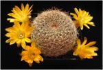 : - Sulcorebutia arenacea