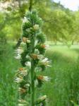 : - Echium flavum