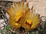 : - Ferocactus wislizenii