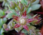Okululus - Graptopetalum macdougallii