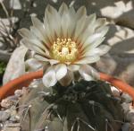 : - Gymnocalycium ochoterenae subsp. vatteri