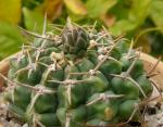 : - Gymnocalycium hyptiacanthum subsp. uruguayense