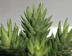 : - Haworthia coarctata var. coarctata
