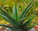 : - Haworthia glabrata