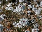 : - Iberis saxatilis subsp. cinerea