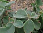 : - Kalanchoe velutina