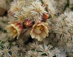 : - Mammillaria vetula