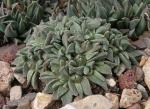 : - Nananthus vittatus