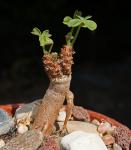 : - Oxalis megalorrhiza