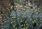 Gewöhnliche Steinimmortelle - Phagnalon rupestre