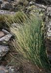 : - Reseda complicata