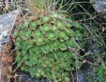 : - Saxifraga nevadensis